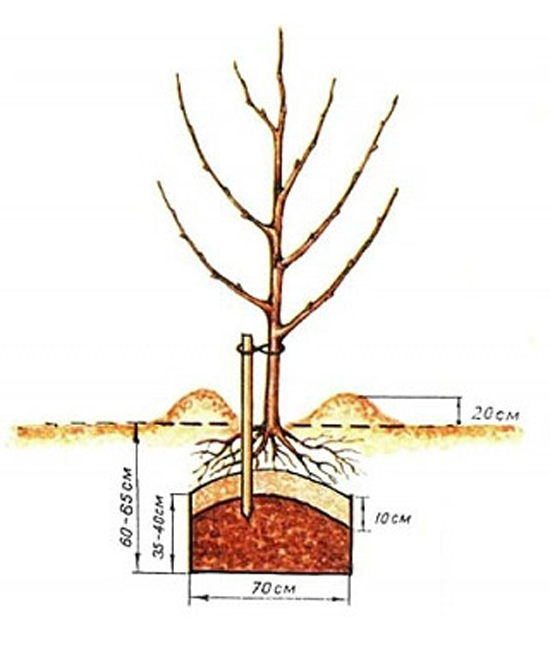как правильно посадить фруктовое дерево